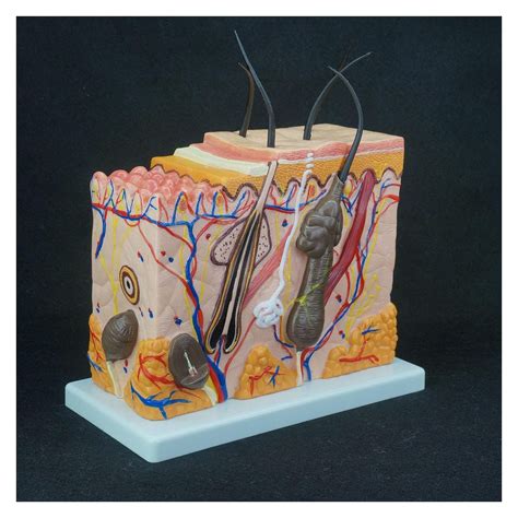 Buy Anatomical Models X Life Size Anatomical Human Skin Block Model