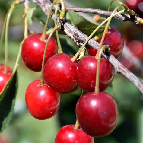 North Star Cherry Platt Hill Nursery