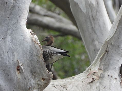 Ebird Australia Checklist Aug Cattai National Park Mitchell