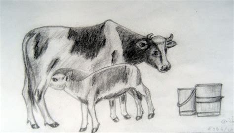 Dairy Cow Sketch at PaintingValley.com | Explore collection of Dairy Cow Sketch