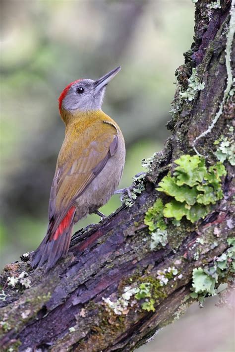 Bird Photography By The Flacks Woodpeckers Wrynecks