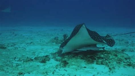 Spotted Eagle Ray Swimming Over Sand An Stock Video Pond5