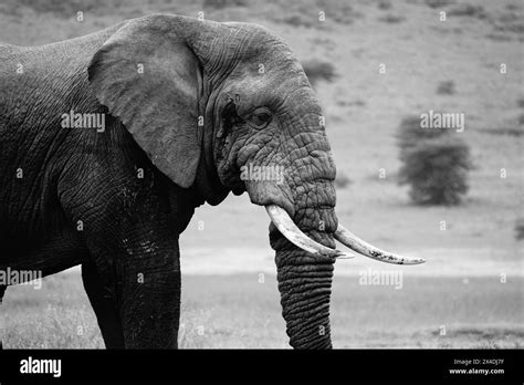 Bull Elephant Ngorongoro Crater Stock Photo Alamy