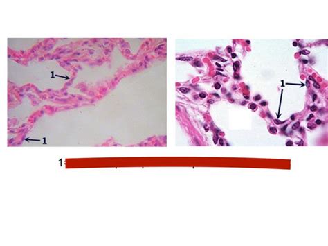 Histology Intro And Simple Epithelium Handout Flashcards Quizlet