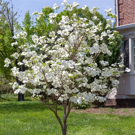 Appalachian Joy Dogwood Trees For Sale At Arbor Days Online Tree