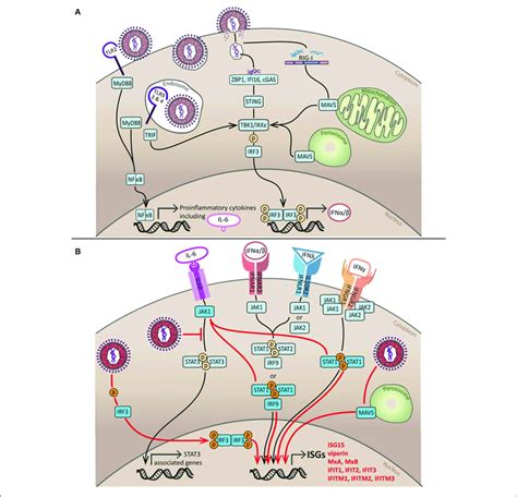 Induction And Subversion Of The Innate IFN Response By HCMV A