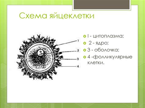 Строение половых клеток. Оплодотворение и развитие плодного яйца ...