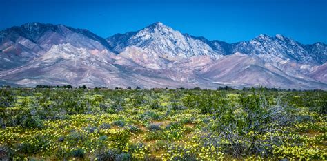 California Super Bloom Time And Space Nature Adventures