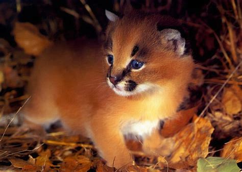 Kathryn's Wild Animals: Life Cycle Of Caracal Cubs.