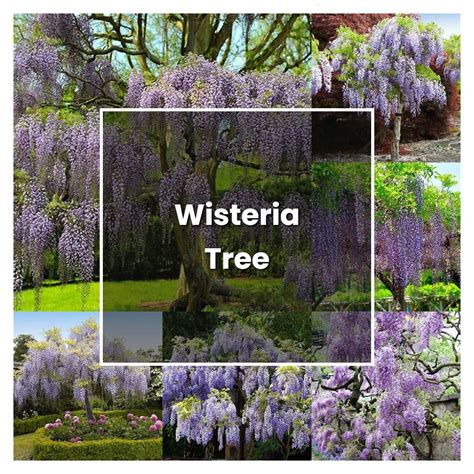 How to Grow Wisteria Tree - Plant Care & Tips | NorwichGardener