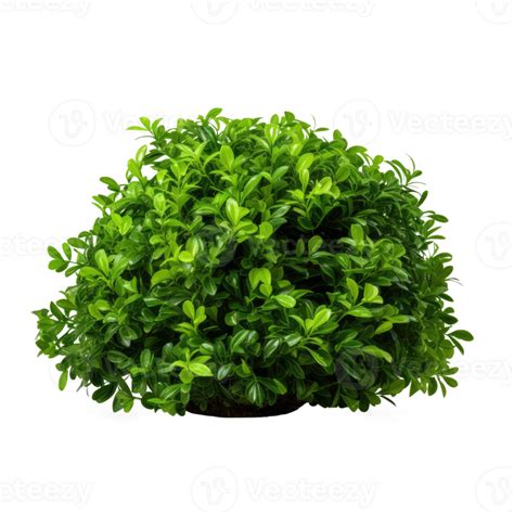 Green Bush Isolated Illustration Png