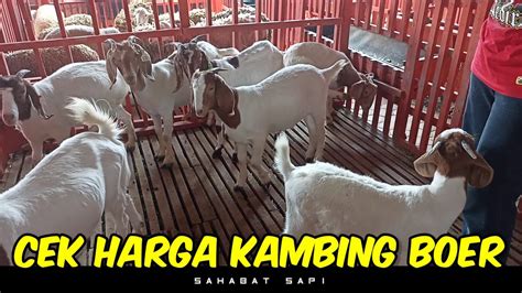 Cek Harga Kambing Boer Di Barokah Farm Kediri Sahabat Sapi Dolan