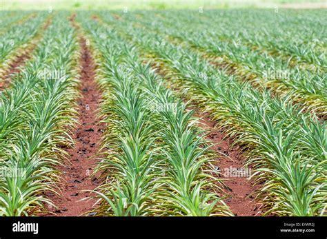 Pineapple Plants Dole Plantation Wahiawa Oahu Hawaii United States