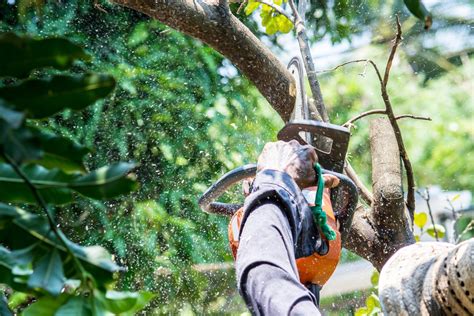 How Often Do You Need Tree Pruning Services — Maguire Tree Care