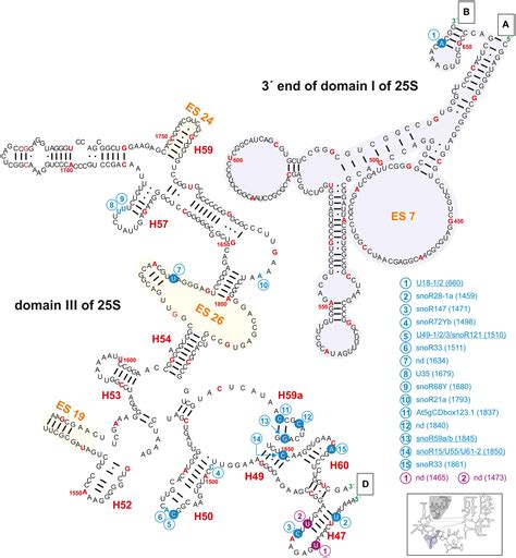 Frontiers The Arabidopsis 2′ O Ribose Methylation And Pseudouridylation Landscape Of Rrna In