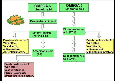 Linoleic Acid Properties Botanical Online