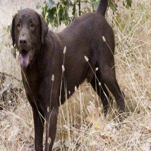 Características del Perro Labrador Retriever Fisicas Caracter