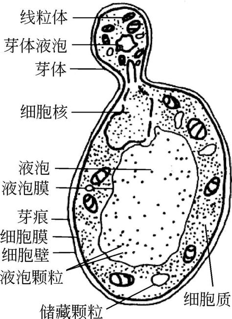 知乎盐选 任务三 酵母菌形态、结构及功能