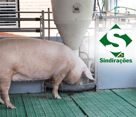 Suinocultura se destaca no balanço do setor de alimentação animal em