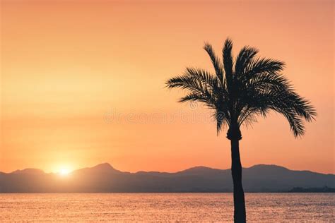 Siluetas De Palmeras Contra El Cielo Colorido En La Puesta Del Sol