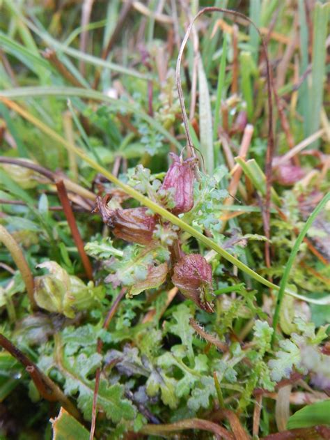 Pedicularis palustris - Marsh Lousewort — BSBI VC77