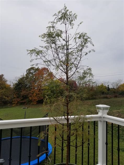 Dawn Redwood Trees for Sale – FastGrowingTrees.com