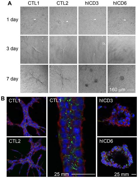 Hicd Cells From All Four Cell Lines In Parallel With