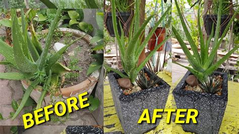 Transplanting Aloe Vera Plant How To Transplant Aloe Vera Plant By