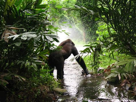 African Jungle Habitat