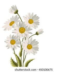 Beautiful White Daisies On White Background Stock Vector (Royalty Free ...