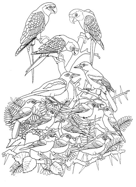 119 dessins de coloriage oiseau à imprimer sur LaGuerche.com - Page 13
