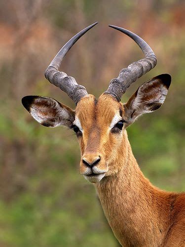 Impala Impala Bend