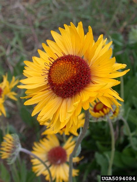 Gaillardia Aristata Common Blanket Flower Go Botany