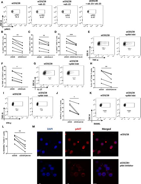 Frontiers Il 2123 Axis Modulates Inflammatory Cytokines And Rankl