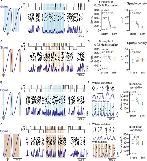 Optogenetic Interrogation Of Lc During Spindle Rich Or Poor Periods Of