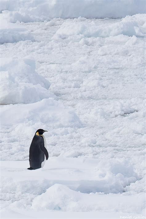 Emperor Penguin On Ice Aptenodytes Forsteri While On Our Flickr