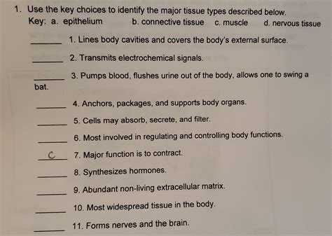 Solved Use The Key Choices To Identify The Major Tissue Chegg