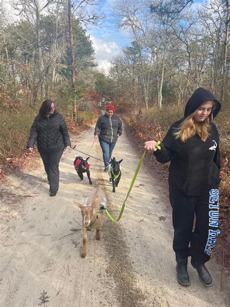 Mindful Monday Goat Walks Of Cape Cod Hyannis Massachusetts 28