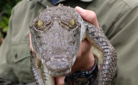 Alligator Vs Crocodile What Are They And What Is Different