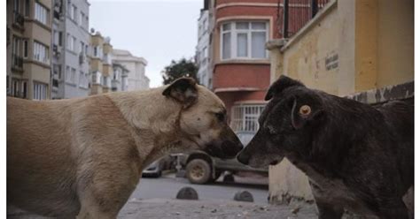 Stray Movie Review Common Sense Media