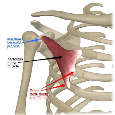 Piriformis Muscle Origin Insertion Action