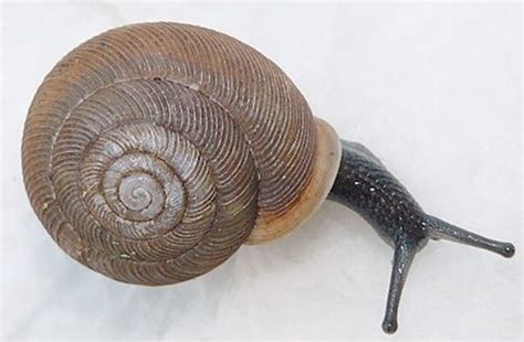 Beautiful Snail Fibonacci Spiral Spirals In Nature