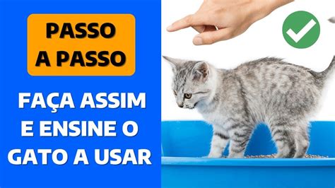 Como Ensinar Gato Filhote A Usar A Caixa De Areia Como Ensinar O