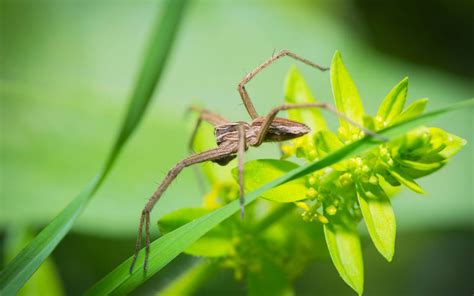 Wolf Spider Control Omnis Pest Control