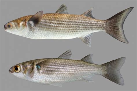 Striped Mullet Discover Fishes