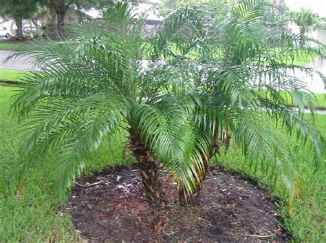 Plantfiles Pictures Phoenix Species Pygmy Date Palm Robellini Palm