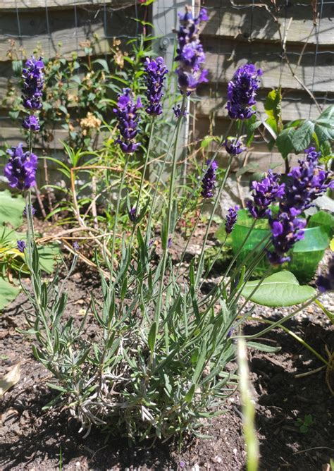 English Lavender Dying At Jonathan Underwood Blog