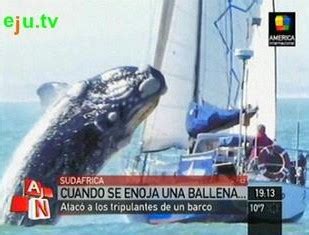 Una ballena de 40 toneladas ataca un velero en Sudáfrica eju tv