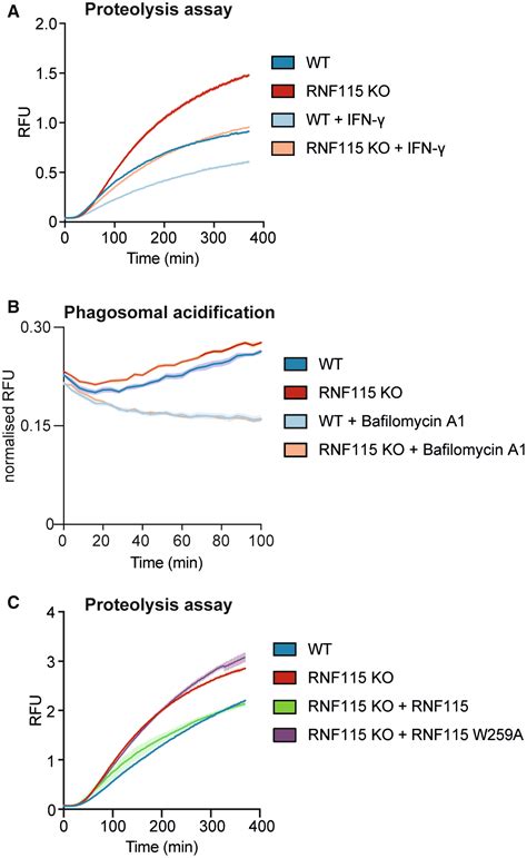 The E3 Ubiquitin Ligase RNF115 Regulates Phagosome Maturation And Host