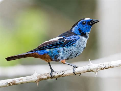Saíra é o nome de várias espécies de aves do Brasil